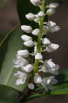 Buckwheat tree <BR>Black titi